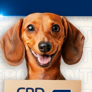 Brutus, Dachshund