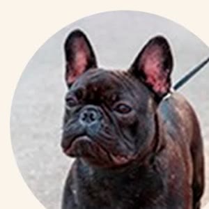 Zeca, Bulldog Francês
